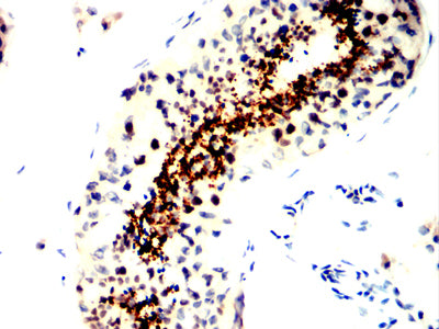 Figure 4:Immunohistochemical analysis of paraffin-embedded testis tissues using SPATA19 mouse mAb with DAB staining.