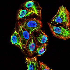 Figure 4:Immunofluorescence analysis of Hela cells using NPM2 mouse mAb (green). Blue: DRAQ5 fluorescent DNA dye. Red: Actin filaments have been labeled with Alexa Fluor- 555 phalloidin. Secondary antibody from Fisher (Cat#: 35503)