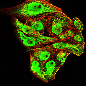 Figure 4:Immunofluorescence analysis of Hela cells using MYOD1 mouse mAb (green). Blue: DRAQ5 fluorescent DNA dye. Red: Actin filaments have been labeled with Alexa Fluor- 555 phalloidin. Secondary antibody from Fisher (Cat#: 35503)