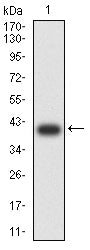 Figure 2:Western blot analysis using SLC7A3 mAb against human SLC7A3 (AA: extra MIX) recombinant protein. (Expected MW is 38.3 kDa)
