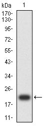 Figure 2:Western blot analysis using ACAA1 mAb against human ACAA1 (AA: 217-315) recombinant protein. (Expected MW is 23.8 kDa)