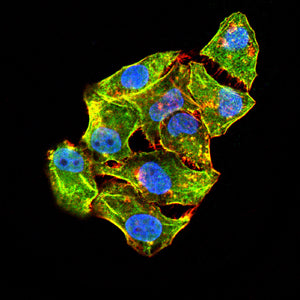 Figure 5:Immunofluorescence analysis of Hela cells using KRT14 mouse mAb (green). Blue: DRAQ5 fluorescent DNA dye. Red: Actin filaments have been labeled with Alexa Fluor- 555 phalloidin. Secondary antibody from Fisher (Cat#: 35503)