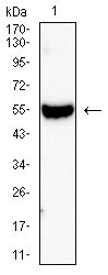Figure 4:Western blot analysis using KRT14 mouse mAb against A431 (1) cell lysate.