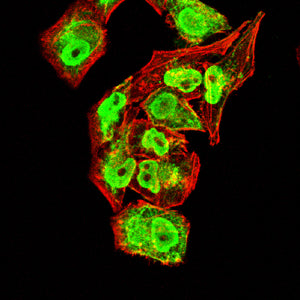 Figure 4:Immunofluorescence analysis of Hela cells using COL2A1 mouse mAb (green). Blue: DRAQ5 fluorescent DNA dye. Red: Actin filaments have been labeled with Alexa Fluor- 555 phalloidin. Secondary antibody from Fisher (Cat#: 35503)