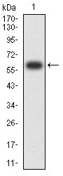 Figure 2:Western blot analysis using COL2A1 mAb against human COL2A1 (AA: 1222-1487) recombinant protein. (Expected MW is 60 kDa)