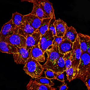 Figure 6:Immunofluorescence analysis of Hela cells using CD79B mouse mAb (green). Blue: DRAQ5 fluorescent DNA dye. Red: Actin filaments have been labeled with Alexa Fluor- 555 phalloidin. Secondary antibody from Fisher (Cat#: 35503)