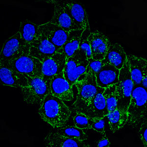 Figure 5:Immunofluorescence analysis of Hela cells using CD79B mouse mAb (green). Blue: DRAQ5 fluorescent DNA dye. Secondary antibody from Fisher (Cat#: 35503)