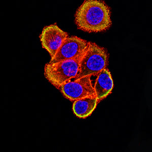 Figure 7:Immunofluorescence analysis of Hela cells using M6PR mouse mAb (green). Blue: DRAQ5 fluorescent DNA dye. Red: Actin filaments have been labeled with Alexa Fluor- 555 phalloidin. Secondary antibody from Fisher (Cat#: 35503)