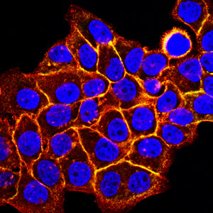 Figure 9:Immunofluorescence analysis of Hela cells using CD156B mouse mAb (green). Blue: DRAQ5 fluorescent DNA dye. Red: Actin filaments have been labeled with Alexa Fluor- 555 phalloidin. Secondary antibody from Fisher (Cat#: 35503)