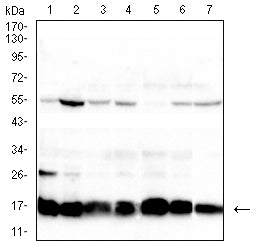 Figure 1:Western blot analysis using H2AFX mouse mAb against HEK293 (1), HepG2 (2), Jurkat (3),Hela (4), Raji (5), K562 (6) and HCT116 (7) cell lysate.