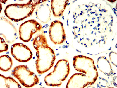 Figure 5:Immunohistochemical analysis of paraffin-embedded kidney tissues using EI2BG mouse mAb with DAB staining.