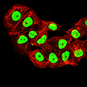 Figure 2:Immunofluorescence analysis of Hela cells using TOP1 mouse mAb (green). Blue: DRAQ5 fluorescent DNA dye. Red: Actin filaments have been labeled with Alexa Fluor- 555 phalloidin. Secondary antibody from Fisher (Cat#: 35503)