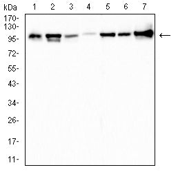 Figure 1:Western blot analysis using TOP1 mouse mAb against HUVEC (1), Jukat (2),MCF-7 (3),PC-12 (4),Hela (5),NIH/3T3 (6) and HCT116 (7) cell lysate.