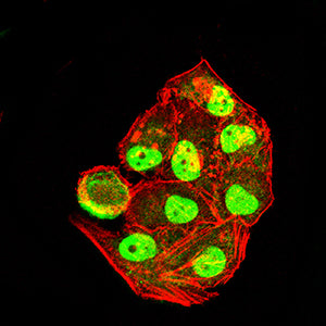 Figure 2:Immunofluorescence analysis of Hala cells using PDXK mouse mAb (green). Blue: DRAQ5 fluorescent DNA dye. Red: Actin filaments have been labeled with Alexa Fluor- 555 phalloidin. Secondary antibody from Fisher (Cat#: 35503)