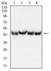 Figure 1:Western blot analysis using PLIN3 mouse mAb against THP-1 (1), HepG2 (2), K562 (3) and Hela (4) cell lysate.