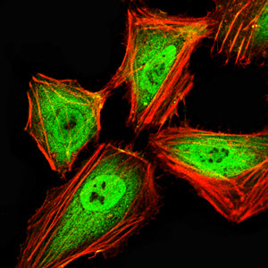 Figure 5:Immunofluorescence analysis of Hela cells using HNF1B mouse mAb (green). Blue: DRAQ5 fluorescent DNA dye. Red: Actin filaments have been labeled with Alexa Fluor- 555 phalloidin. Secondary antibody from Fisher (Cat#: 35503)