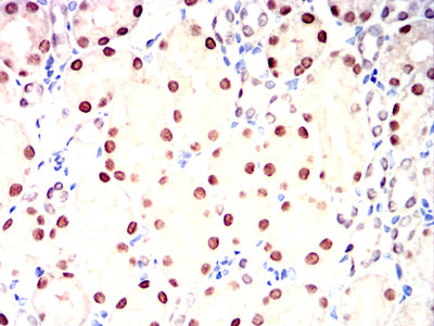 Figure 8:Immunohistochemical analysis of paraffin-embedded rat kidney tissues using HNF1B mouse mAb with DAB staining.