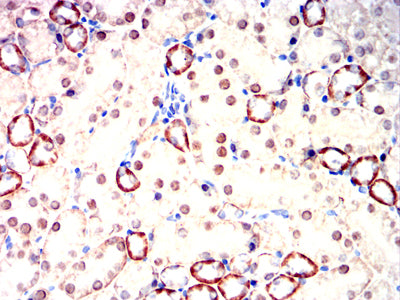 Figure 11:Immunohistochemical analysis of paraffin-embedded mouse kidney tissues using HNF1B mouse mAb with DAB staining.