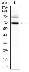 Figure 4:Western blot analysis using HNF1B mouse mAb against Hela (1) cell lysate.