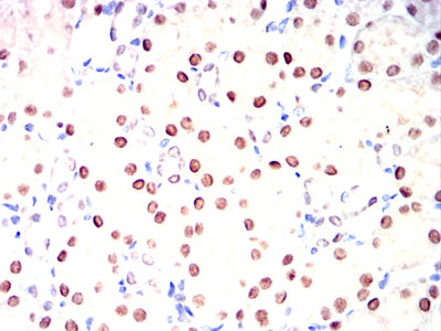 Figure 7:Immunohistochemical analysis of paraffin-embedded rat kidney tissues using HNF1B mouse mAb with DAB staining.