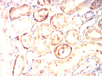 Figure 5:Immunohistochemical analysis of paraffin-embedded rat kidney tissues using TPSAB1 mouse mAb with DAB staining.