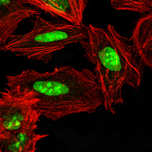 Figure 4:Immunofluorescence analysis of Hela cells using NPM3 mouse mAb (green). Blue: DRAQ5 fluorescent DNA dye. Red: Actin filaments have been labeled with Alexa Fluor- 555 phalloidin. Secondary antibody from Fisher (Cat#: 35503)