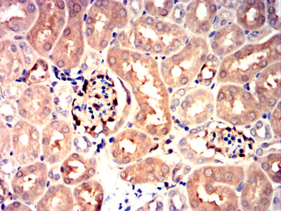 Figure 9:Immunohistochemical analysis of paraffin-embedded mouse kidney tissues using NPM3 mouse mAb with DAB staining.