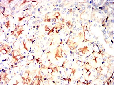 Figure 8:Immunohistochemical analysis of paraffin-embedded mouse kidney tissues using S100A4 mouse mAb with DAB staining.