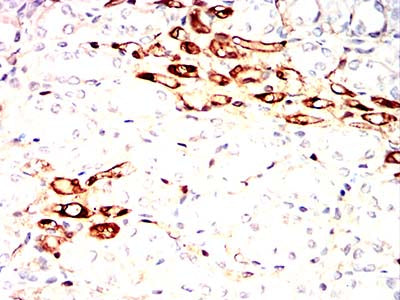 Figure 12:Immunohistochemical analysis of paraffin-embedded rabbit kidney tissues using S100A4 mouse mAb with DAB staining.