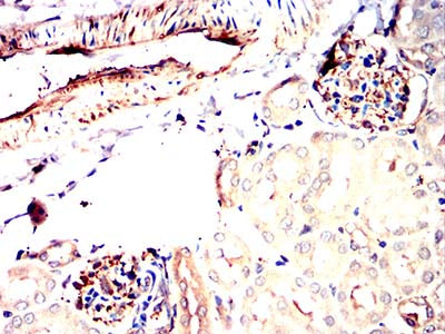 Figure 10:Immunohistochemical analysis of paraffin-embedded mouse kidney tissues using C9orf72 mouse mAb with DAB staining.