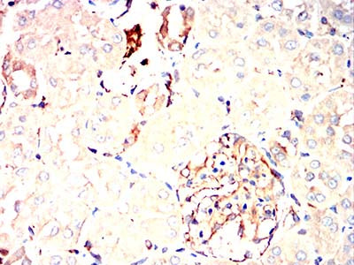 Figure 14:Immunohistochemical analysis of paraffin-embedded rabbit kidney tissues using C9orf72 mouse mAb with DAB staining.