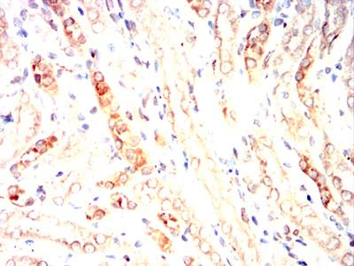 Figure 11:Immunohistochemical analysis of paraffin-embedded rat kidney tissues using MRP3 mouse mAb with DAB staining.