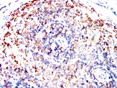 Figure 12:Immunohistochemical analysis of paraffin-embedded rat spleen tissues using MRP3 mouse mAb with DAB staining.