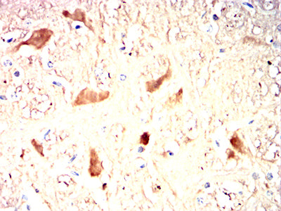 Figure 10:Immunohistochemical analysis of paraffin-embedded mouse brain tissues using UCHL1 mouse mAb with DAB staining.