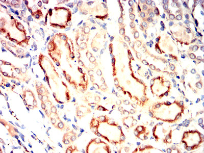 Figure 13:Immunohistochemical analysis of paraffin-embedded rat kidney tissues using UCHL1 mouse mAb with DAB staining.