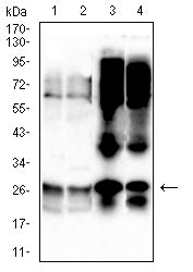 Figure 4:Western blot analysis using UCHL1 mouse mAb against DU145 (1), A549 (2) cell lysate, rat brain (3), and mouse brain (4) tissue lysate.