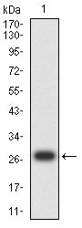 Figure 2:Western blot analysis using NOTCH4 mAb against human NOTCH4 (AA: extra 118-357) recombinant protein. (Expected MW is 28.5 kDa)