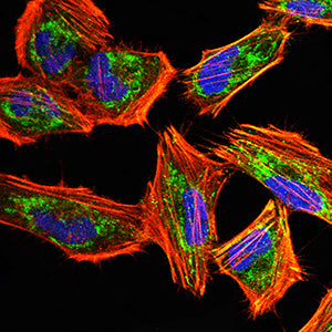 Figure 3:Immunofluorescence analysis of Hela cells using IRF3 mouse mAb (green). Blue: DRAQ5 fluorescent DNA dye. Red: Actin filaments have been labeled with Alexa Fluor- 555 phalloidin. Secondary antibody from Fisher (Cat#: 35503)