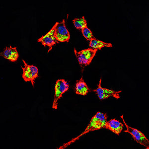 Figure 5:Immunofluorescence analysis of RSC96 cells using IRF3 mouse mAb (green). Blue: DRAQ5 fluorescent DNA dye. Red: Actin filaments have been labeled with Alexa Fluor- 555 phalloidin. Secondary antibody from Fisher (Cat#: 35503)