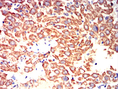 Figure 11:Immunohistochemical analysis of paraffin-embedded mouse liver tissues using IRF3 mouse mAb with DAB staining.