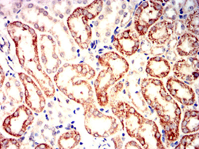 Figure 12:Immunohistochemical analysis of paraffin-embedded mouse kidney tissues using IRF3 mouse mAb with DAB staining.