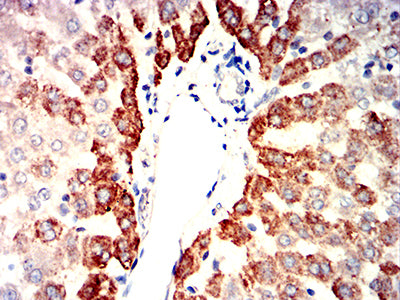 Figure 13:Immunohistochemical analysis of paraffin-embedded rat liver tissues using IRF3 mouse mAb with DAB staining.