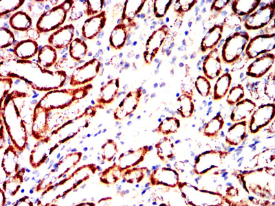 Figure 12:Immunohistochemical analysis of paraffin-embedded mouse kidney tissues using PDHA1 mouse mAb with DAB staining.