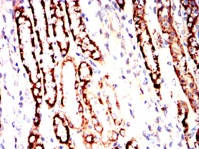 Figure 13:Immunohistochemical analysis of paraffin-embedded Rat kidney tissues using PDHA1 mouse mAb with DAB staining.