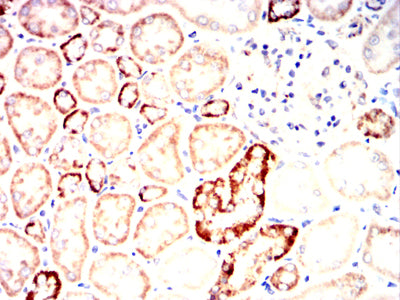 Figure 14:Immunohistochemical analysis of paraffin-embedded Rabbit kidney tissues using PDHA1 mouse mAb with DAB staining.