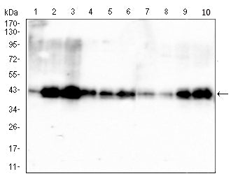 Figure 4:Western blot analysis using PDHA1 mouse mAb against HepG2 (1), HEK293 (2), HL-60 (3), SK-OV-3 (4), PC-3 (5), PANC-1 (6), NRK (7), C2C12 (8), C6 (9) and PC-12 (10) cell lysate.