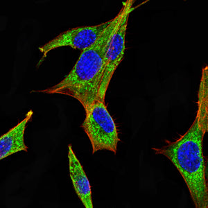 Figure 7:Immunofluorescence analysis of NIH/3T3 cells using PDHA1 mouse mAb (green). Blue: DRAQ5 fluorescent DNA dye. Red: Actin filaments have been labeled with Alexa Fluor- 555 phalloidin. Secondary antibody from Fisher (Cat#: 35503)