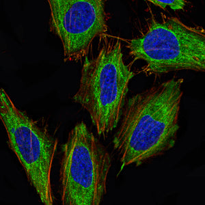 Figure 6:Immunofluorescence analysis of Hela cells using PDHA1 mouse mAb (green). Blue: DRAQ5 fluorescent DNA dye. Red: Actin filaments have been labeled with Alexa Fluor- 555 phalloidin. Secondary antibody from Fisher (Cat#: 35503)