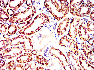 Figure 13:Immunohistochemical analysis of paraffin-embedded mouse kidney tissues using PDHA1 mouse mAb with DAB staining.