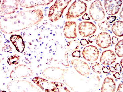 Figure 15:Immunohistochemical analysis of paraffin-embedded Rabbit kidney tissues using PDHA1 mouse mAb with DAB staining.